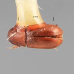 female | Image Author: SM Smith | Michigan State University | holotype Hexacolus obscurus Wood | holotype | Martinez de la Torre, 5 km SW  | Collection: Entomology