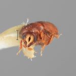 female | Image Author: SM Smith | Michigan State University | holotype Hexacolus obscurus Wood | holotype | Martinez de la Torre, 5 km SW  | Collection: Entomology