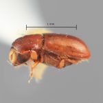 female | Image Author: SM Smith | Michigan State University | holotype Hexacolus obscurus Wood | holotype | Martinez de la Torre, 5 km SW  | Collection: Entomology