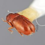 female | Image Author: SM Smith | Michigan State University | holotype Hexacolus obscurus Wood | holotype | Martinez de la Torre, 5 km SW  | Collection: Entomology
