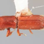 male | Image Author: SM Smith | Michigan State University | holotype Carphodicticus cristatus Wood | holotype | Bum Bum, 8 km S | Collection: Entomology