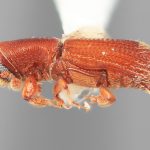 male | Image Author: SM Smith | Michigan State University | holotype Carphodicticus cristatus Wood | holotype | Bum Bum, 8 km S | Collection: Entomology