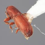 male | Image Author: SM Smith | Michigan State University | holotype Carphodicticus cristatus Wood | holotype | Bum Bum, 8 km S | Collection: Entomology