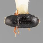 female | Image Author: SM Smith | Michigan State University | holotype Scolytodes clusiavorus  Wood | holotype | Volcan de Agua | Collection: Entomology