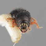 female | Image Author: SM Smith | Michigan State University | holotype Scolytodes clusiavorus  Wood | holotype | Volcan de Agua | Collection: Entomology