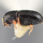 female | Image Author: SM Smith | Michigan State University | holotype Scolytodes clusiavorus  Wood | holotype | Volcan de Agua | Collection: Entomology