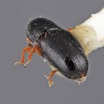 female | Image Author: SM Smith | Michigan State University | holotype Scolytodes clusiavorus  Wood | holotype | Volcan de Agua | Collection: Entomology