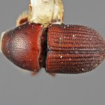male | Image Author: SM Smith | Michigan State University | holotype Loganius recavus Wood | holotype | Tehuantepec, 30 mi E | Collection: Entomology