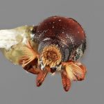 male | Image Author: SM Smith | Michigan State University | holotype Loganius recavus Wood | holotype | Tehuantepec, 30 mi E | Collection: Entomology