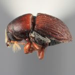 male | Image Author: SM Smith | Michigan State University | holotype Loganius recavus Wood | holotype | Tehuantepec, 30 mi E | Collection: Entomology