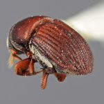 male | Image Author: SM Smith | Michigan State University | holotype Loganius recavus Wood | holotype | Tehuantepec, 30 mi E | Collection: Entomology