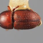 female | Image Author: SM Smith | Michigan State University | holotype Loganius fastigius Wood | holotype | Acatlan, 15 km NW  | Collection: Entomology