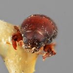 female | Image Author: SM Smith | Michigan State University | holotype Loganius fastigius Wood | holotype | Acatlan, 15 km NW  | Collection: Entomology