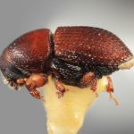 female | Image Author: SM Smith | Michigan State University | holotype Loganius fastigius Wood | holotype | Acatlan, 15 km NW  | Collection: Entomology