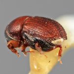 female | Image Author: SM Smith | Michigan State University | holotype Loganius fastigius Wood | holotype | Acatlan, 15 km NW  | Collection: Entomology