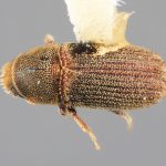 female | Image Author: SM Smith | Michigan State University | holotype Carphoborus perplexus Wood | holotype | Kamas,10 mi E  | Collection: Entomology