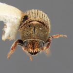 female | Image Author: SM Smith | Michigan State University | holotype Carphoborus perplexus Wood | holotype | Kamas,10 mi E  | Collection: Entomology