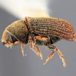 female | Image Author: SM Smith | Michigan State University | holotype Carphoborus perplexus Wood | holotype | Kamas,10 mi E  | Collection: Entomology