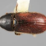 male | Image Author: SM Smith | Michigan State University | holotype Carphobius cupressi Wood | holotype | San Marcos, 11 km N | Collection: Entomology