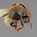 male | Image Author: SM Smith | Michigan State University | holotype Carphobius cupressi Wood | holotype | San Marcos, 11 km N | Collection: Entomology