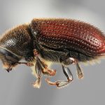 male | Image Author: SM Smith | Michigan State University | holotype Carphobius cupressi Wood | holotype | San Marcos, 11 km N | Collection: Entomology