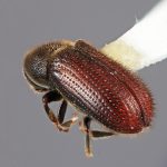 male | Image Author: SM Smith | Michigan State University | holotype Carphobius cupressi Wood | holotype | San Marcos, 11 km N | Collection: Entomology