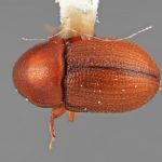 female | Image Author: SM Smith | Michigan State University | holotype Scolytodes cecropicolens  Wood | holotype | Peralta | Collection: Entomology