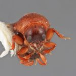 female | Image Author: SM Smith | Michigan State University | holotype Scolytodes cecropicolens  Wood | holotype | Peralta | Collection: Entomology