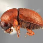 female | Image Author: SM Smith | Michigan State University | holotype Scolytodes cecropicolens  Wood | holotype | Peralta | Collection: Entomology