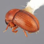 female | Image Author: SM Smith | Michigan State University | holotype Scolytodes cecropicolens  Wood | holotype | Peralta | Collection: Entomology