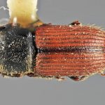 female | Image Author: SM Smith | Michigan State University | holotype Cnesinus gibbosus Wood | holotype | Volcan Poas | Collection: Entomology