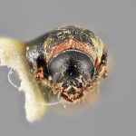 female | Image Author: SM Smith | Michigan State University | holotype Cnesinus gibbosus Wood | holotype | Volcan Poas | Collection: Entomology