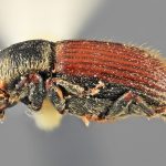 female | Image Author: SM Smith | Michigan State University | holotype Cnesinus gibbosus Wood | holotype | Volcan Poas | Collection: Entomology