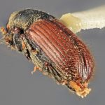 female | Image Author: SM Smith | Michigan State University | holotype Cnesinus gibbosus Wood | holotype | Volcan Poas | Collection: Entomology