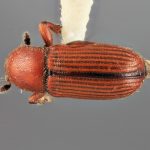female | Image Author: SM Smith | Michigan State University | holotype Cnesinus gibbulus Wood | holotype | Villa Mills, Cerro de la Muerte | Collection: Entomology