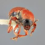 female | Image Author: SM Smith | Michigan State University | holotype Cnesinus gibbulus Wood | holotype | Villa Mills, Cerro de la Muerte | Collection: Entomology