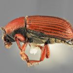 female | Image Author: SM Smith | Michigan State University | holotype Cnesinus gibbulus Wood | holotype | Villa Mills, Cerro de la Muerte | Collection: Entomology