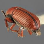 female | Image Author: SM Smith | Michigan State University | holotype Cnesinus gibbulus Wood | holotype | Villa Mills, Cerro de la Muerte | Collection: Entomology
