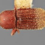 female | Image Author: SM Smith | Michigan State University | holotype Cnesinus denotatus Wood | holotype | Barro Colorado Isl. | Collection: Entomology