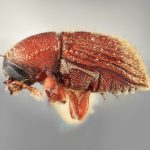 female | Image Author: SM Smith | Michigan State University | holotype Cnesinus denotatus Wood | holotype | Barro Colorado Isl. | Collection: Entomology