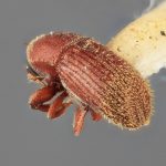 female | Image Author: SM Smith | Michigan State University | holotype Cnesinus denotatus Wood | holotype | Barro Colorado Isl. | Collection: Entomology