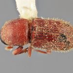female | Image Author: SM Smith | Michigan State University | holotype Cnesinus deneger Wood | holotype | Matias Romero, 11 km N | Collection: Entomology