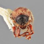 female | Image Author: SM Smith | Michigan State University | holotype Cnesinus deneger Wood | holotype | Matias Romero, 11 km N | Collection: Entomology