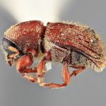 female | Image Author: SM Smith | Michigan State University | holotype Cnesinus deneger Wood | holotype | Matias Romero, 11 km N | Collection: Entomology