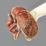 female | Image Author: SM Smith | Michigan State University | holotype Cnesinus deneger Wood | holotype | Matias Romero, 11 km N | Collection: Entomology