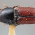 female | Image Author: SM Smith | Michigan State University | holotype Scolytus aztecus Wood | holotype | Morelia, 53 km E | Collection: Entomology