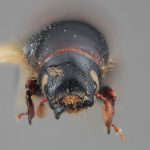 female | Image Author: SM Smith | Michigan State University | holotype Scolytus aztecus Wood | holotype | Morelia, 53 km E | Collection: Entomology