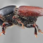 female | Image Author: SM Smith | Michigan State University | holotype Scolytus aztecus Wood | holotype | Morelia, 53 km E | Collection: Entomology