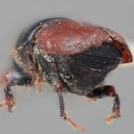 female | Image Author: SM Smith | Michigan State University | holotype Scolytus aztecus Wood | holotype | Morelia, 53 km E | Collection: Entomology