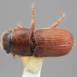 male | Image Author: SM Smith | Michigan State University | holotype  Dendroctonus vitei  Wood | holotype | Patzún | Collection: Entomology